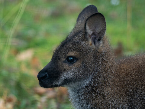Close up profile portrait of wallaby head in the wild