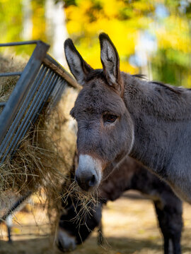 Grey donkey eating dry hay from metal feeder in autumn