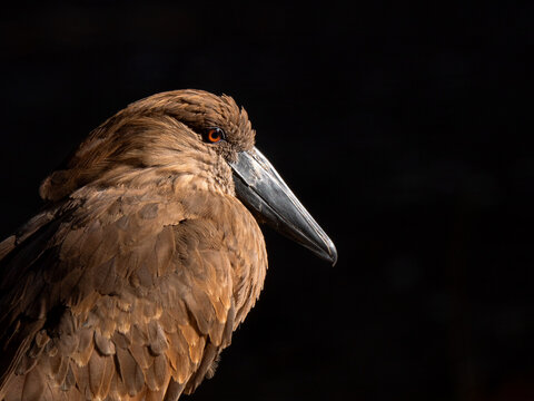 Close up portrait of a hamerkop bird on dark background