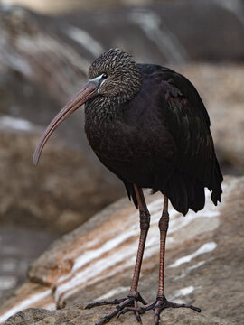 Glossy ibis bird standing full body on rock
