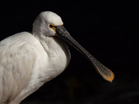 Close up portrait of an Eurasian spoonbill on dark background