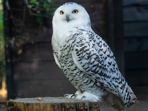 Snowy owl with yellow eyes perched on wooden stump