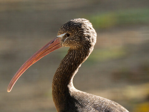 Close up portrait of juvenile glossy ibis with curved beak
