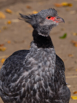 Close up portrait of a southern screamer bird