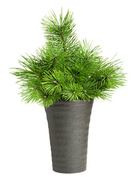 Green twigs of Christmas tree in a brown ceramic vase isolated on white or transparent background