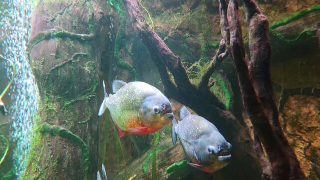 Two silver piranhas swimming together through a freshwater aquarium with submerged tree roots, moss, bubbles, and natural underwater habitat details