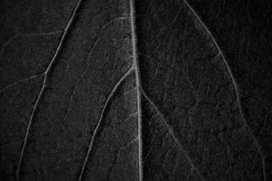 Black and white macro leaf texture with abstract veins