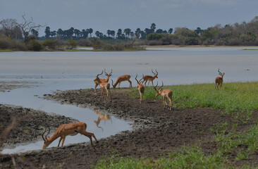 herd of antelopes in Tanzania © Anders