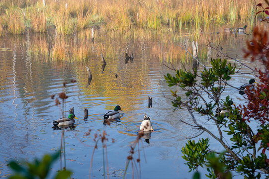 Mallard Ducks Swimming and Dabbling in a Scenic Autumn Pond.