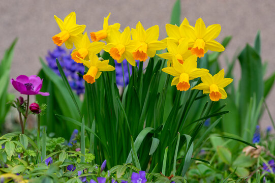Blooming yellow dwarf daffodils Narcissus with orange cup in spring garden