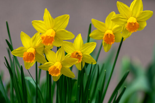 Blooming yellow dwarf daffodils Narcissus with orange cup in spring garden