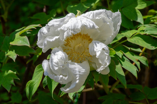 Tree peony with white flowers and lush green foliage blooming in a garden setting