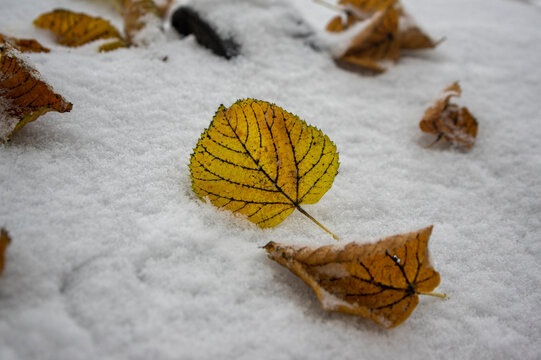 Yellow fallen linden leaf lying on fresh white snow in early winter
