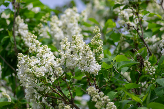 White lilac blossoms, Syringa vulgaris, blooming on branches in a springtime garden