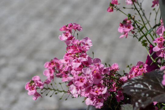 Blooming pink Twinspur Diascia flowers in urban planter