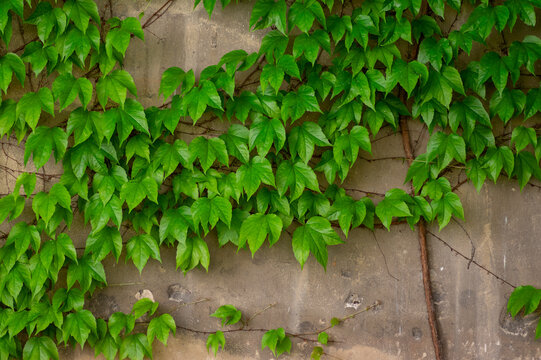 Boston Ivy Parthenocissus tricuspidata green leaves growing on gray concrete wall