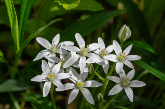 Blooming white star of Bethlehem flowers Ornithogalum umbellatum close up