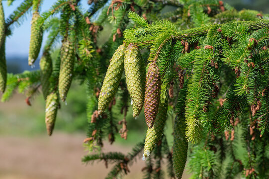 Young green cones with resin drops on Norway spruce branch in spring