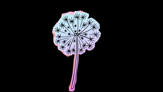 Dandelion flower seed head isolated on transparent background pastel gradient blowball weed nature flora vector illustration motion design element