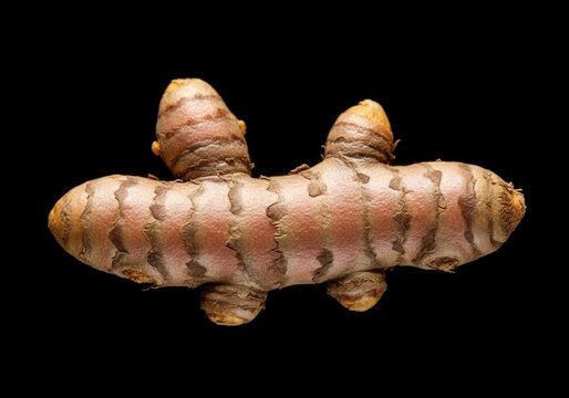 Turmeric root with striped texture close up on black background spice herb medicinal ingredient