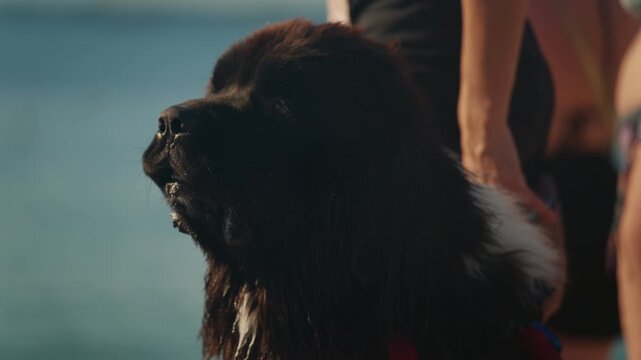 Close-up of a panting black Newfoundland dog backlit by the sun on a beach as people pet it, sea behind, French Riviera, France.
