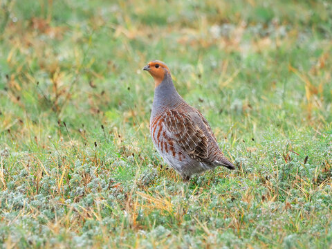 Grey partridge (Perdix perdix) in a wet autumn pasture