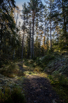Forest in autumn. A Glimpse of Light in the Wilderness