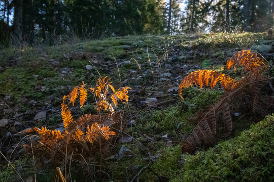 Autumn Ferns Bathed in Soft Morning Light
Mysterious Woodland with Vibrant Autumn Colors