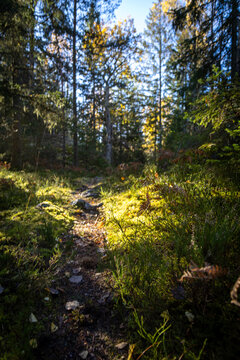 Autumn in the forest. Forest Depths in Muted Autumn Ligh