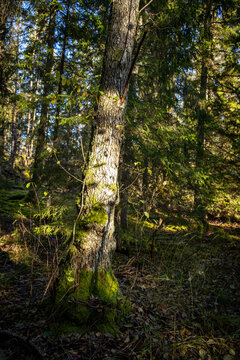 Forest Depths in Muted Autumn Light