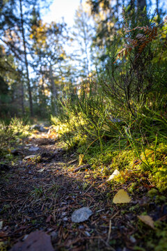Light Peeking Through the Dense Canopy
