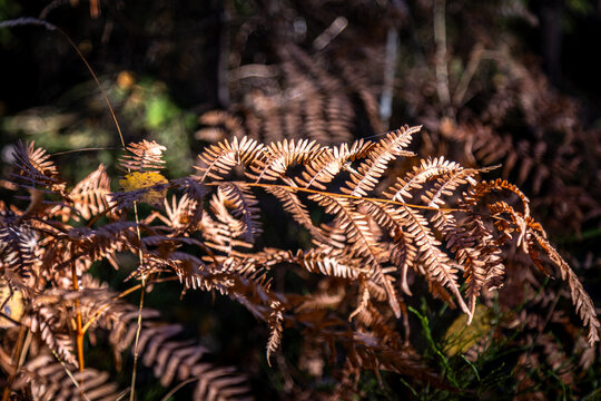 Secrets Hidden Among the Ferns. Fern in the forest