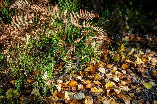 Pine cone in the forest. Lost in the Autumn Woods
