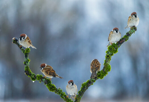 flock of sparrows perched on a branch covered in green moss in a winter garden