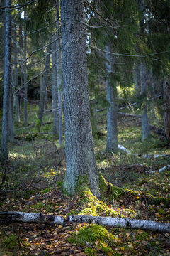 Mysterious Woodland in Soft Natural Light