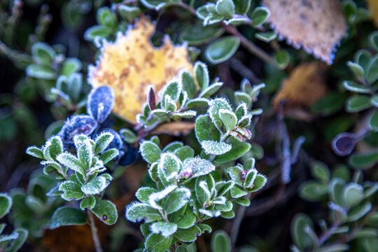 Lingonberries Beneath a Crystalline Frost