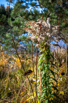 Autumn forest in the morning. Golden Sunlight Filtering Through the Woodland