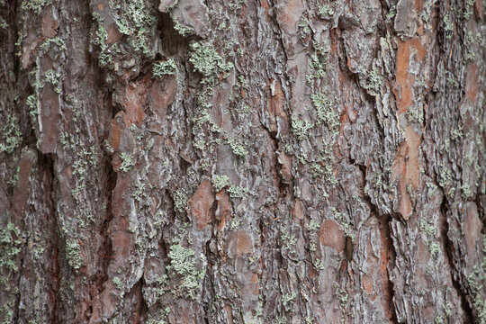 Rough pine tree bark texture with pale green lichen
