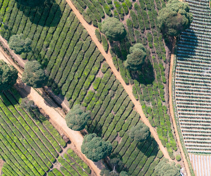 Aerial view of Pangalengan situ cileunca surrounded by lush green tea plantations and rolling hills under a clear sky, Kecamatan Pangalengan, Jawa Barat, Indonesia.