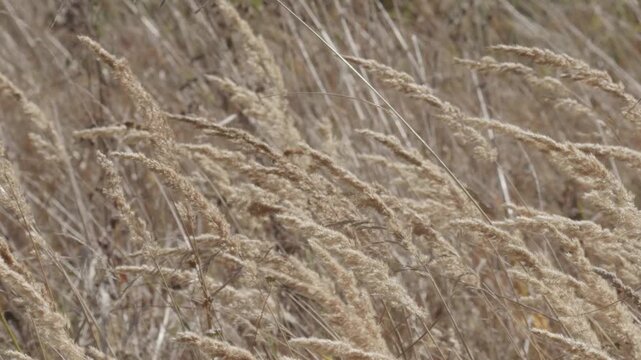 Dry grass bending in strong wind close up. Autumn grass texture. Slow motion