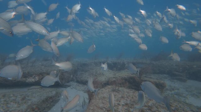 school of fish swimming in ocean with coral reef