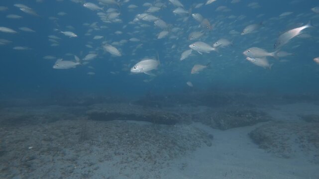 school of fish swimming in ocean with coral reef