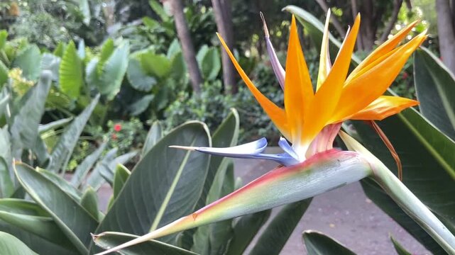 Strelitzia reginae exotic flower in the garden of Tenerife, Canary Islands, Spain. Bird of Paradise tropical plant,4K.	