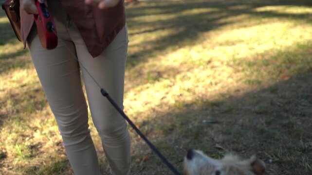 A young woman giving a dog a biscuit to a pet in the park