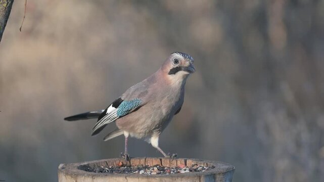 Eurasian jay (Garrulus glandarius) feeding on wooden stump feeder, slow motion