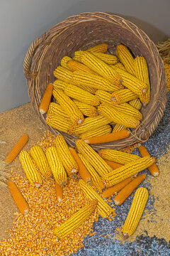 Yellow Maize Corn Cobs Harvest Crops in Basket Farming