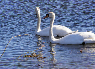 Two white mute swans swimming in calm blue water near the shoreline. Wildlife nature photograph. © NataliyaF