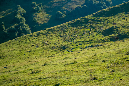 Goats grazing across a sunlit green mountain meadow with scattered trees and rolling hills in the Caucasus Mountains of Georgia