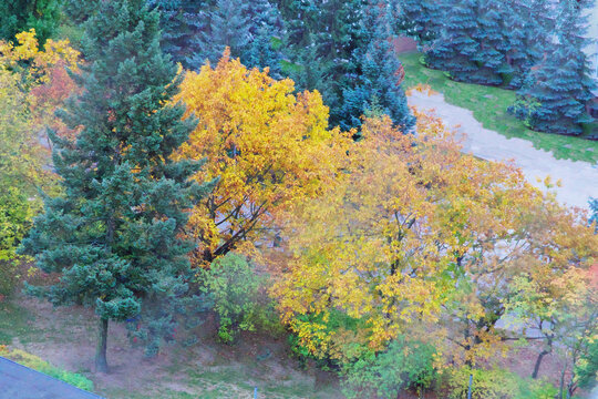 a view of trees and shrubs in a park covered in the colors of autumn