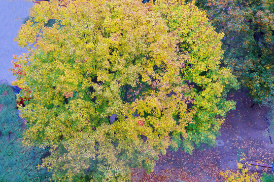 a view of trees and shrubs in a park covered in the colors of autumn